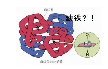 人体向日葵视频网站污品牌山东向日葵官网下载探究铁元素在人体中的作用 人体向日葵视频网站污品牌山东向日葵官网下载探究铁元素在人体中的作用